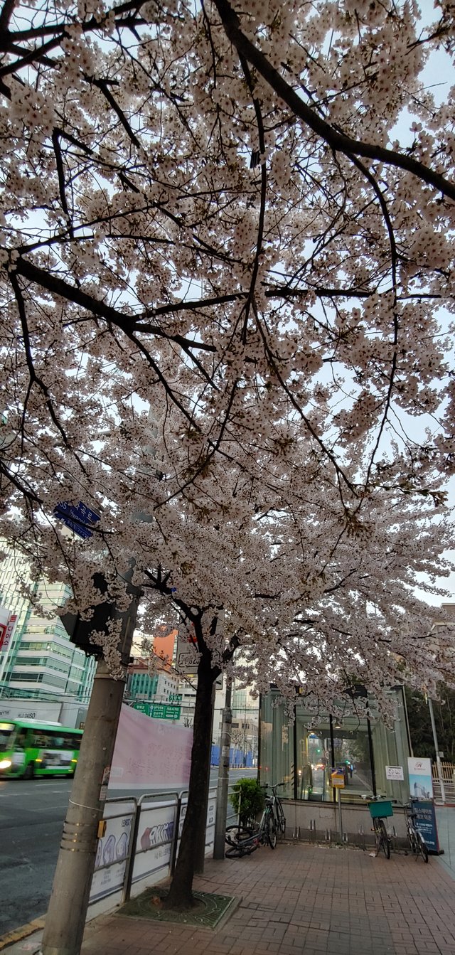 20200406_060552_HDR.jpg
