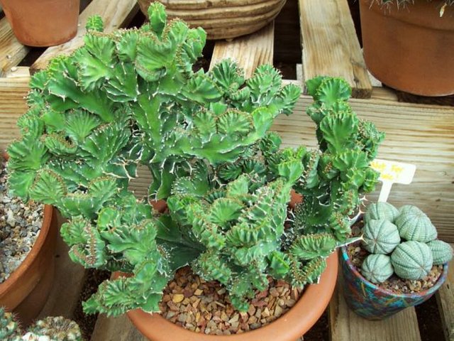 Euphorbia-lactea-Cristata-Crested-Elkhorn-702x527.jpg