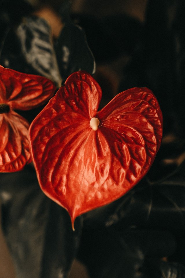 gros-plan-vertical-fleur-calla-rouge-longue-etamine.jpg