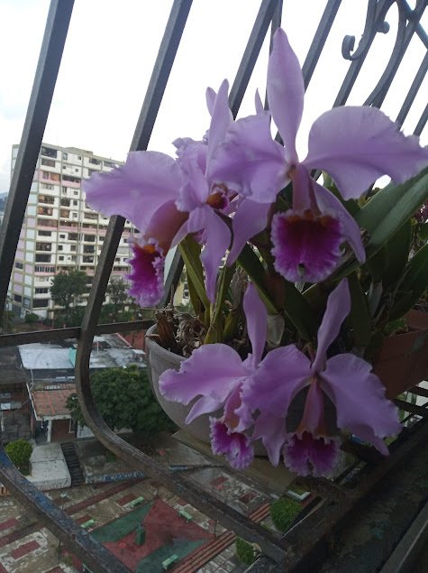 Mis orquideas.jpg