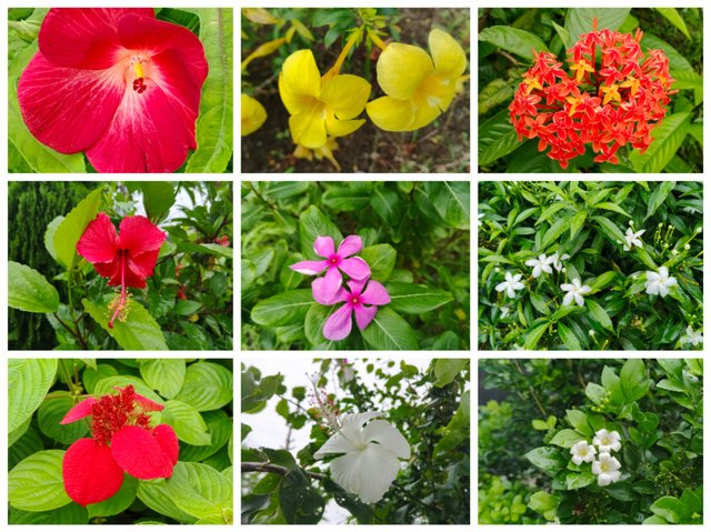 Collage_20250919_214344.jpg