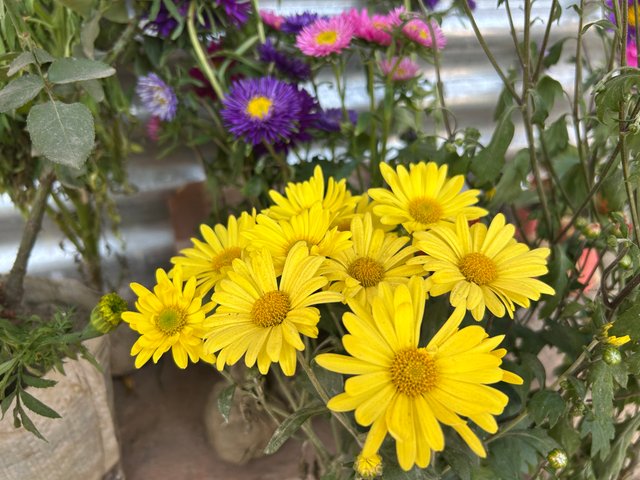 IMG_8737.jpeg