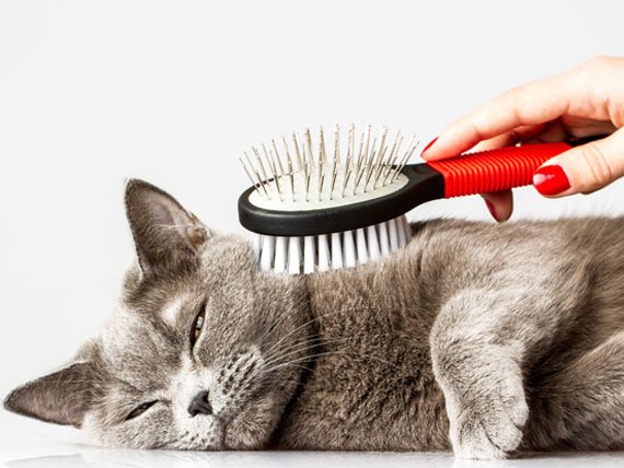 cat-grooming-with-brush-shutterstock_166323080.jpg