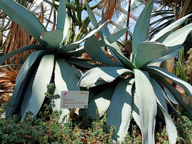 Agave titanota.jpg