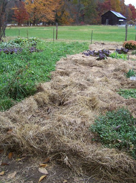 Big garden - mulching done crop October 2019.jpg