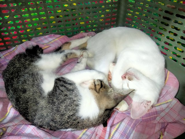 IMG20250414225948.jpg