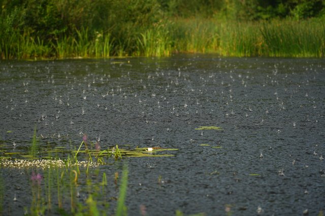 DSC01480.jpg