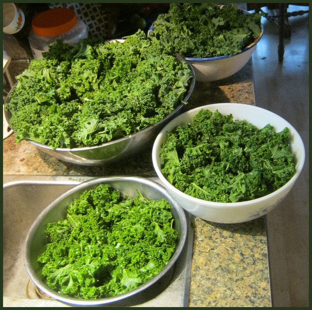 bowls of kale ready to make chips.JPG