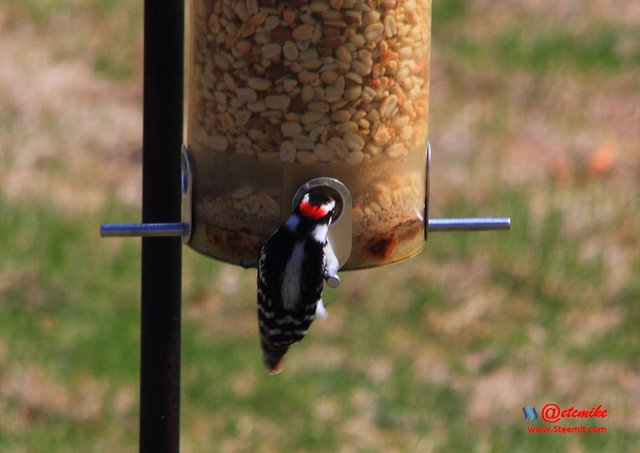 Downy Woodpecker IMG_0174.JPG