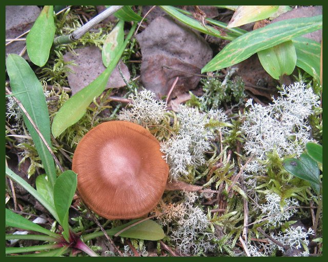 little brown mushroom growing in the reindeer moss.JPG