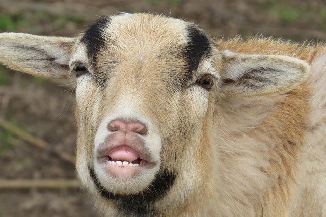 goat-3315330_1280.jpg