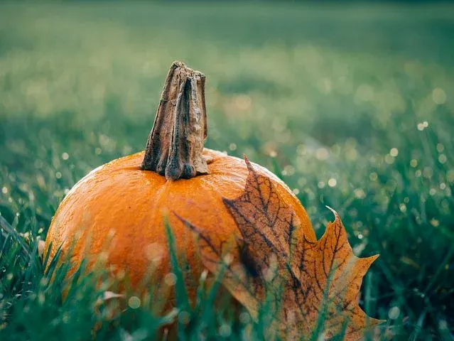pumpkin-1030817__480.webp