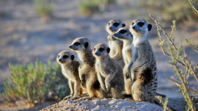 Desert-Animals-Meerkats.jpg
