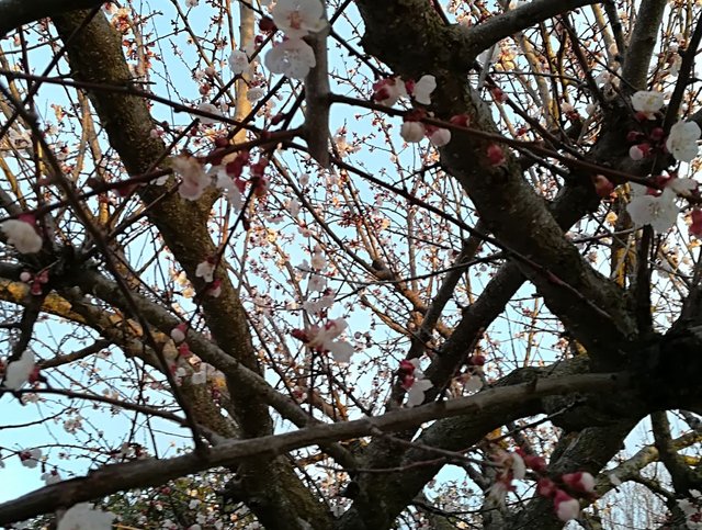 Subpost 2 - Cherry blossom _cherry_blossom_ . - me - myself - photo - photgraphy - photographer - as.jpg