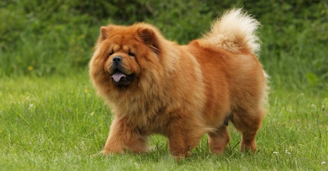 Chow Chow.jpg