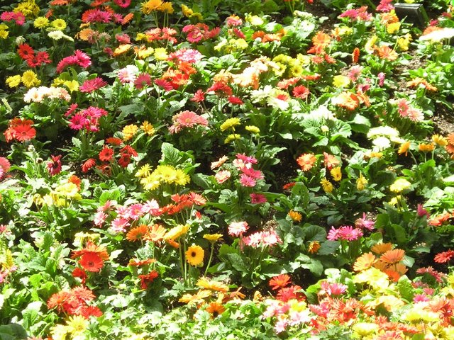 Flower Garden kc.jpg