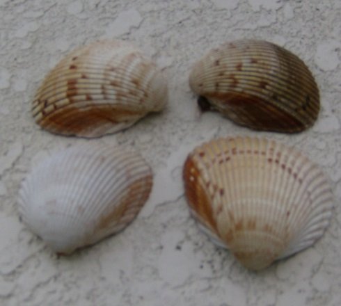 shells3.jpg