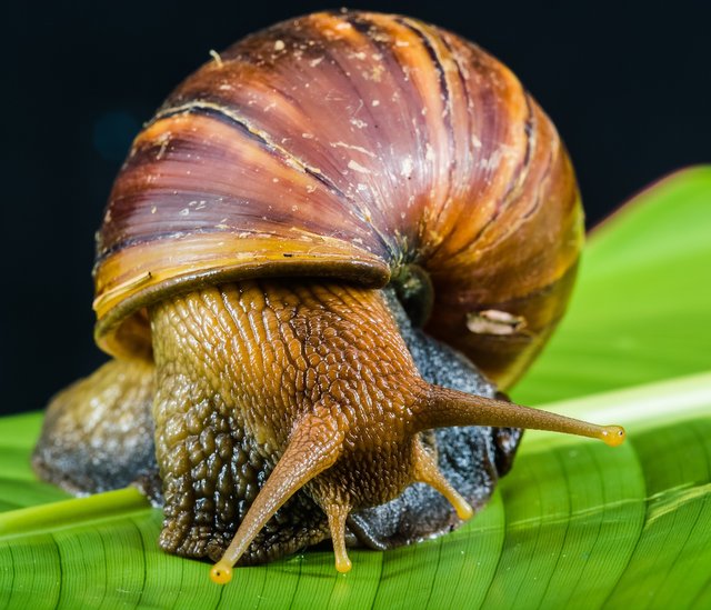 snail-424133_1920.jpg