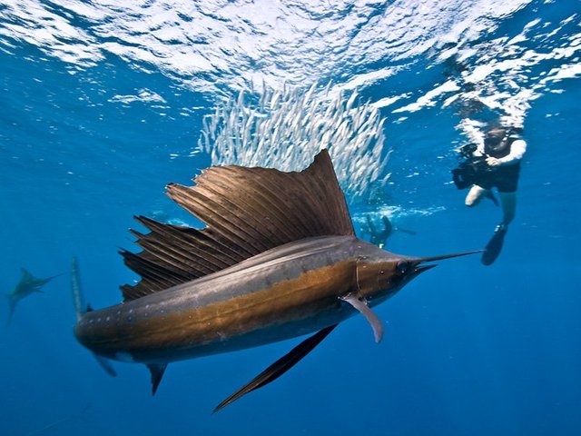swimming-with-sailfish-isla-mujeres-cancun-riviera-maya-717N.jpg