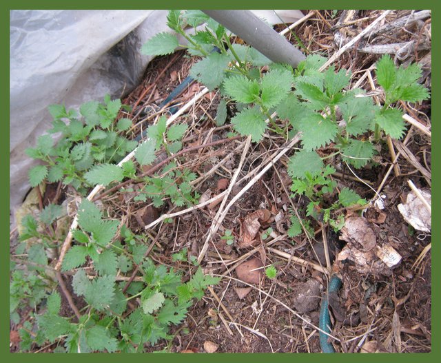 nettle patch in greenhouse.JPG