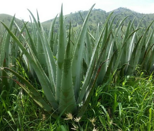 Aloe Vera 002.jpg