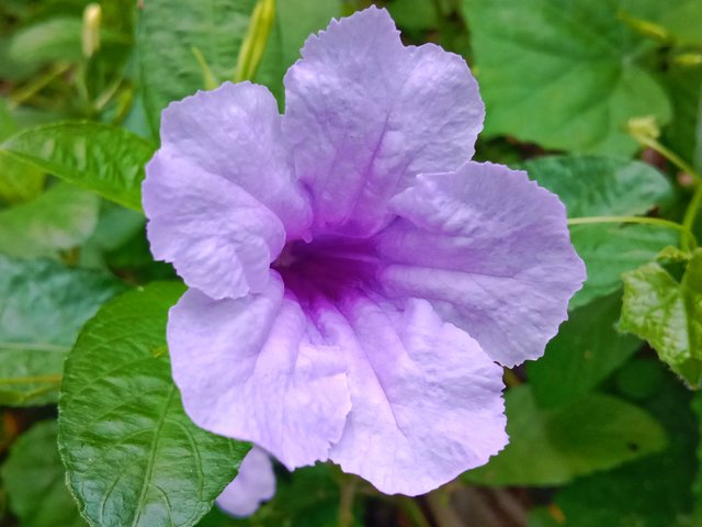 IMG_20250624_201551.jpg