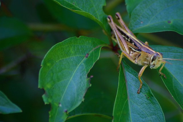 grasshopper 1-1.jpg