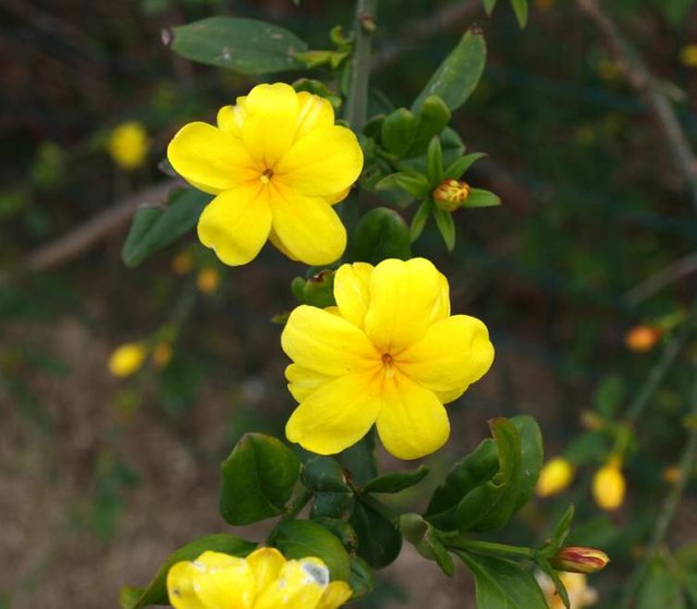 Jasminum-Mesnyi.jpg