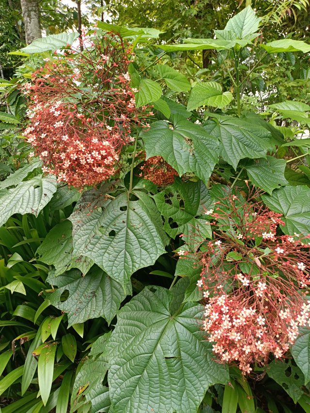 7 Clerodendrum paniculatum L 2.jpg