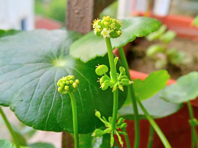 20250604_121735.jpg