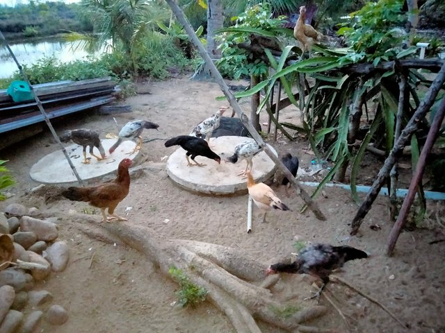 IMG20250803061700.jpg
