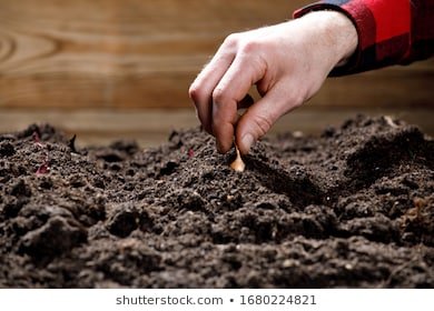 gardeners-hands-farmer-planting-seeds-260nw-1680224821.jpg