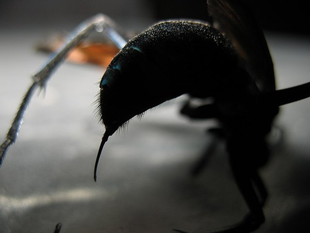 Tarantula Hawk stinger.JPG