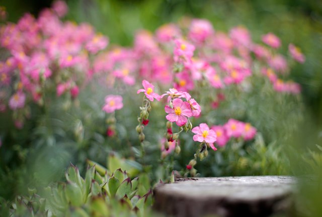 pink flowers garden 1.jpg