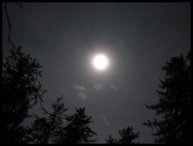 hazy full moon above the pine tree top silhouettes.JPG