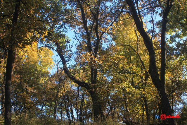 forest trees fall fall-colors fontenelle-forest Fall02035.jpg