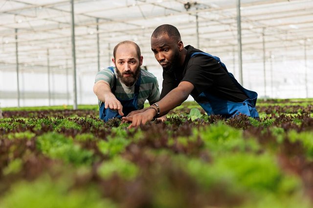 teamworking-farm-workers-carefully-inspecting-vegetable-plantation-crop-yields-are-growing-healthy-certified-organic-way-without-using-harmful-chemicals-local-horticulture-sustainable-greenhouse_482257-64601.jpg