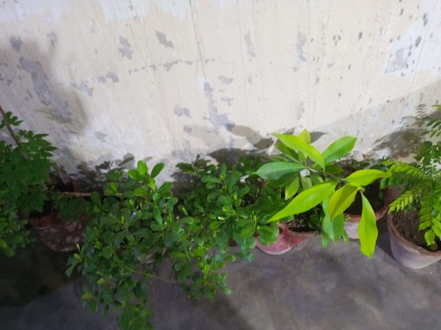 1000060194.jpg