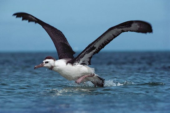 albatros-kusu.jpg