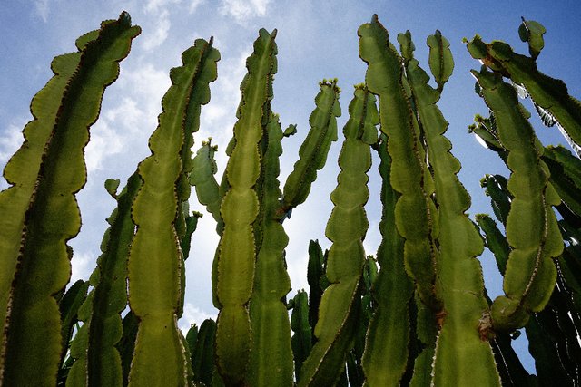 cactus1.jpg