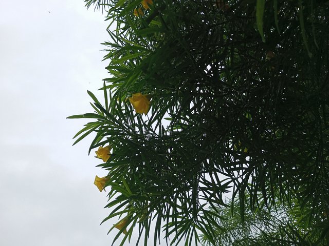 IMG_20250529_123913_237.jpg