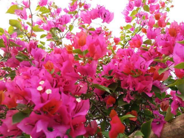 IMG_20231121_154927_456.jpg