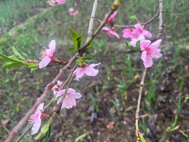 IMG_3174.jpeg