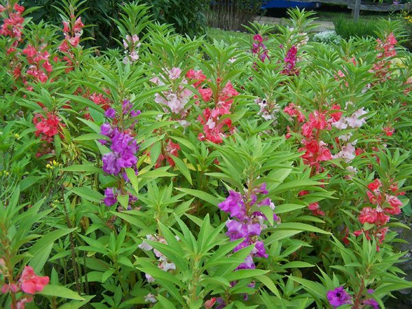 New Herb garden - balsam2 crop Aug. 2017.jpg