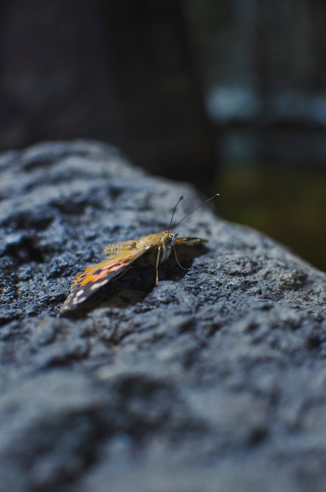 A butterfly on the stones.JPG