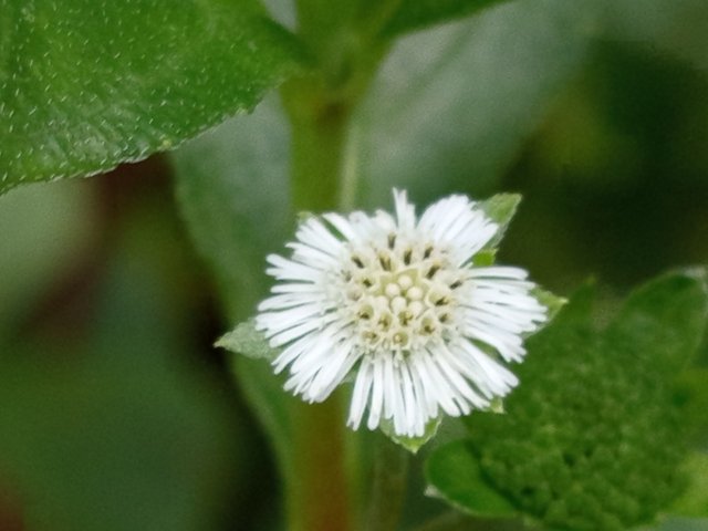 flower (5).jpg
