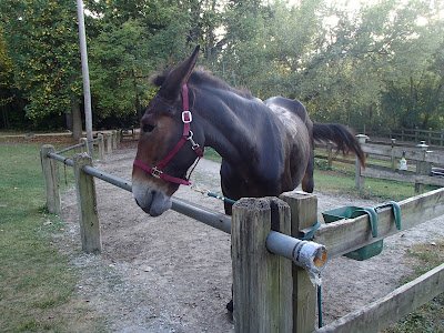 Mule post.JPG