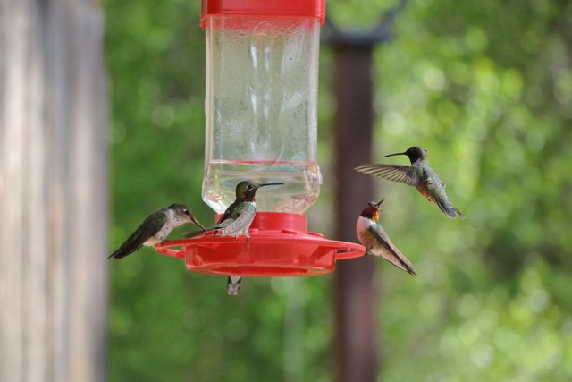 2E5A1739 Hummingbirds at feeder 4.jpg