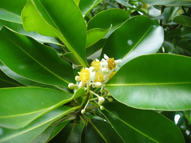 Queen Sirikit Park - yellow flowers on tree