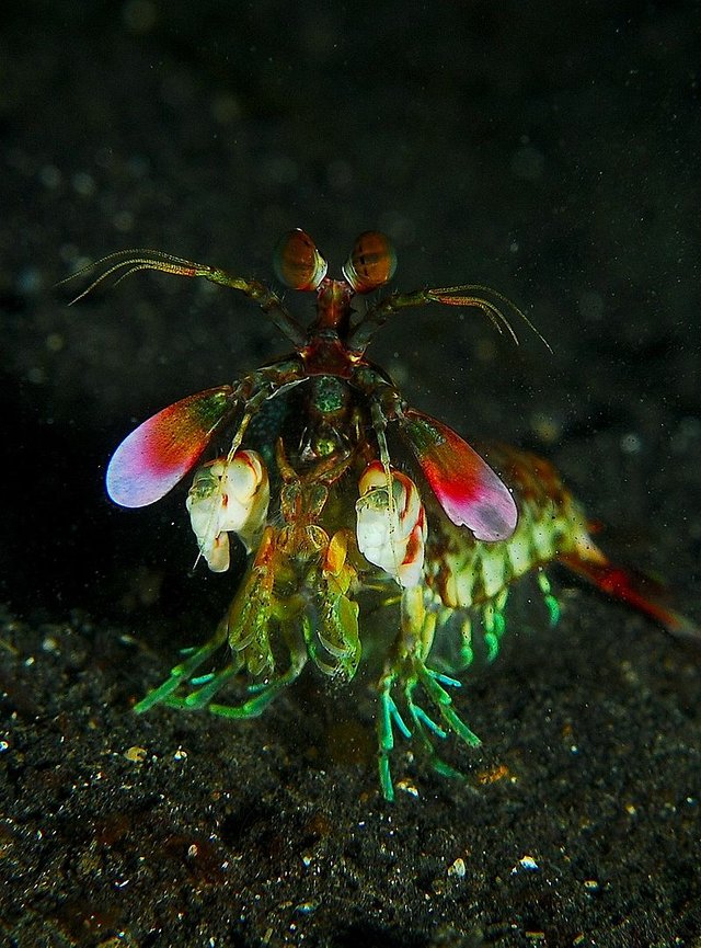 800px-Mantis_shrimp_from_front.jpg